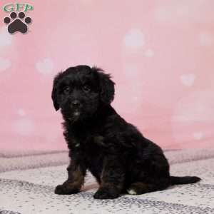 Lacy, Mini Bernedoodle Puppy